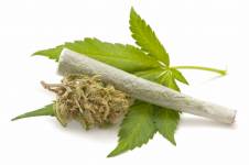 Hemp (cannabis)